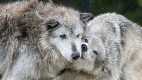 Gray Wolves Stripped Of Federal Protections · National Parks