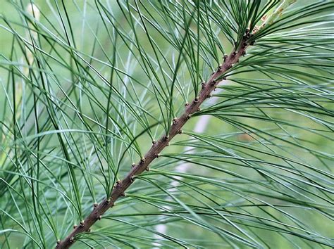 Eastern White Pine Pinus Strobus Tree Facts Habitat Pictures