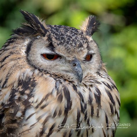 Bengaalse Oehoe Bubo Bengalensis Indian Eagle Owl Flickr