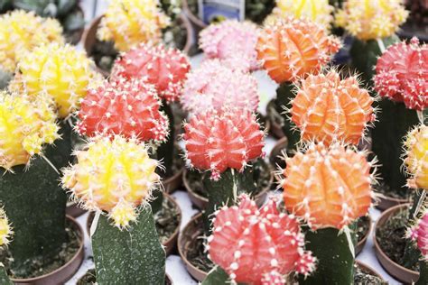 Puntas de eva, y comprende 11 especies de cactus. Tipos de cactus e ideas de decoración