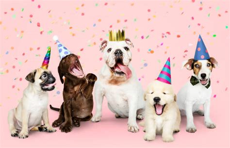 Best Dog Party Stock Photos Pictures And Royalty Free Images Istock