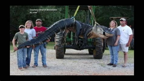 Alabama Hunters Haul In 15 Foot 1000 Pound Alligator