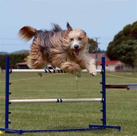 How To Find Beginner Dog Agility Classes Near You Top Tips