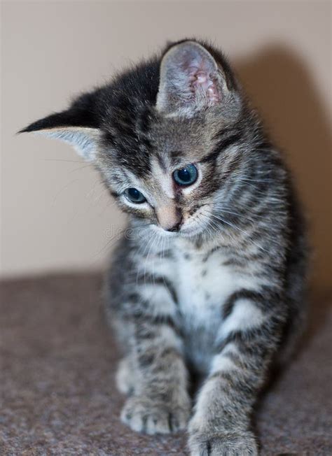 Grey And Black Tabby Cat With Blue Eyes
