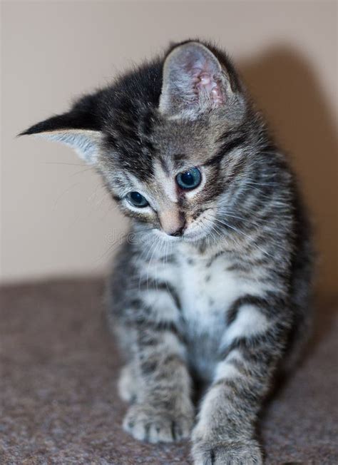 Gray Tabby Kitten Vlrengbr