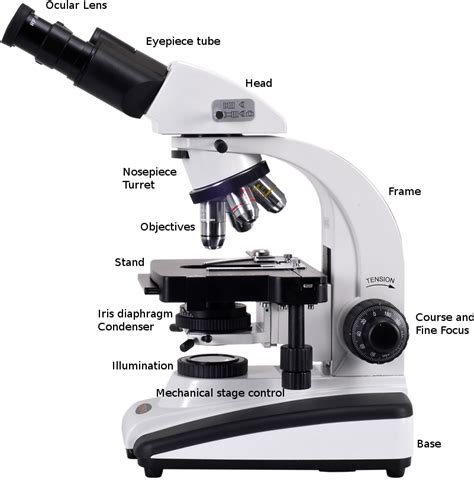 Compound Light Microscope Functions Micropedia Images