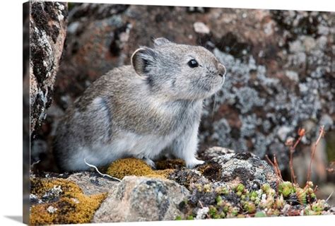 Collared Pika Sits In Rockpile Denali National Park And Preserve