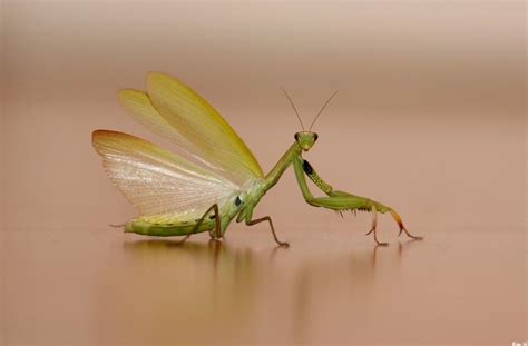 Mante Religieuse Photo Et Image Macro Nature Macro Insectes Nature