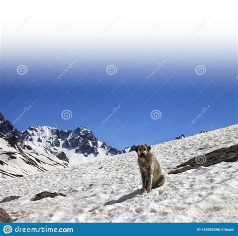 Dog In Snowy Mountains At Spring Stock Photo Image Of Alpine Glacier
