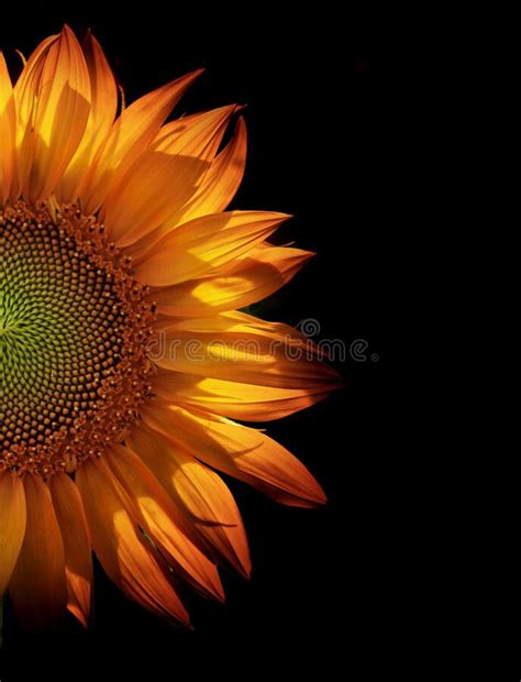 Psychedelic Sunflower Stock Image Image Of Psychedelic 43998251