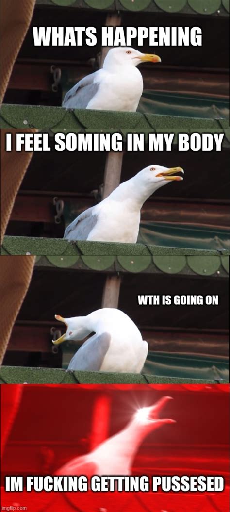 Inhaling Seagull Meme Imgflip