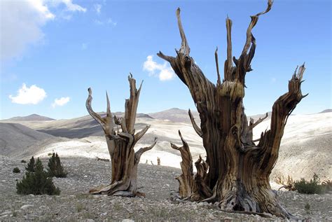 Future Of Bristlecone Pine Tree In Danger Scientists Say