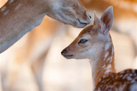 I Photograph The Loving Bond Between Animal Moms And Their Babies 34