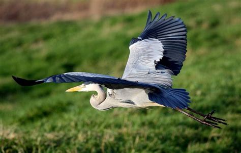 A Large Bird Flying Over A Lush Green Field