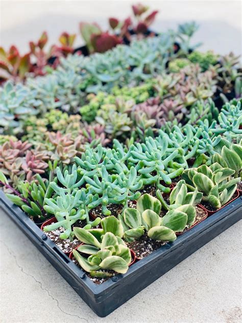 64 Potted Succulents Bulk Succulents In Two Inch Pots Succulent Fa