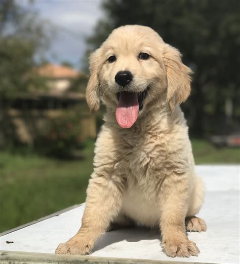 The most recent published articles. Golden Retriever Puppies For Sale | Dania Beach, FL #225121