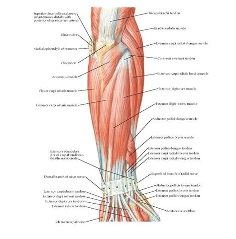 Muscles Of Forearm Superficial Layer Posterior View Anatomy Superior
