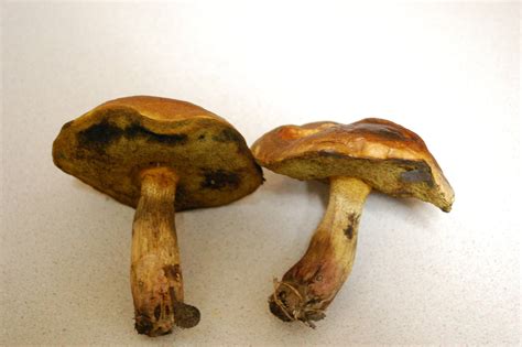 Boletus Rubricitrinus Mushroom Hunting And Identification