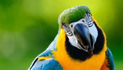 นก 5 สายพันธุ์ที่ลอกเลียนเสียงมนุษย์ได้อย่างไม่น่าเชื่อ