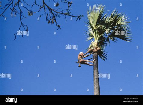 Aad 84799 Indian Man Climbing Palm Tree To Collect Toddy Warangal