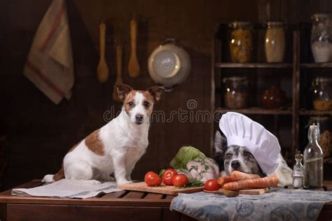 Two Dogs In The Kitchen Are Preparing Food Jack Russell Terrier And