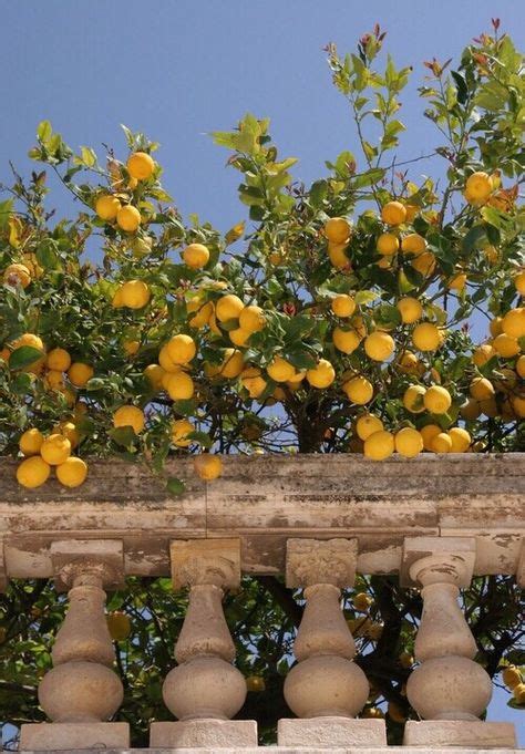 Edible Garden Lemon Trees Sticking Out Of A Stone Balcony Love The