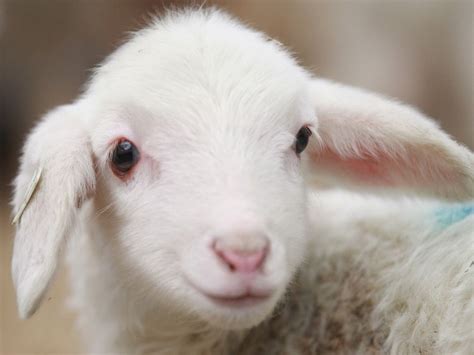 Soft Baby Goat Lamb Cute Lamb Lamb Pictures