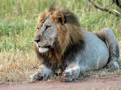 An Adult Male Lion Panthera Leo Tarangire National Park Tanzania