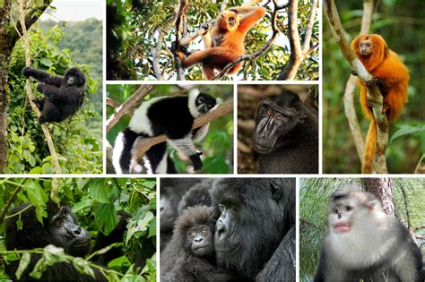 Species Of Primates