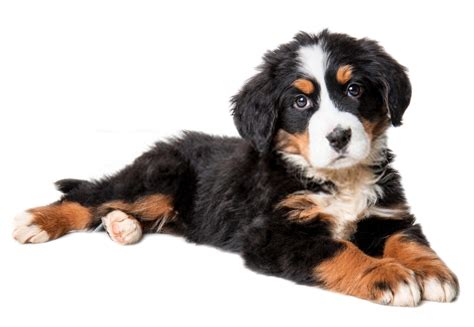 Bernese Mountain Dog Temperament Shedding And Complete