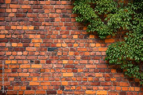 Climbing Plant Green Ivy Or Vine Plant Growing On Antique Brick Wall
