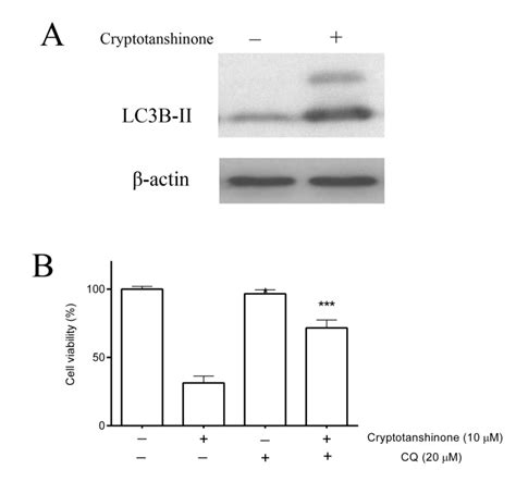 cryptotanshinone induces apoptosis and autophagic cell death in prostate cancer cells hapres an