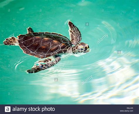 Cute Endangered Baby Turtle Swimming In Turquoise Water