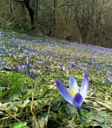 Srbija Cveta Neverovatne Slike Proleća Koje Su Nam Poslali čitaoci Od