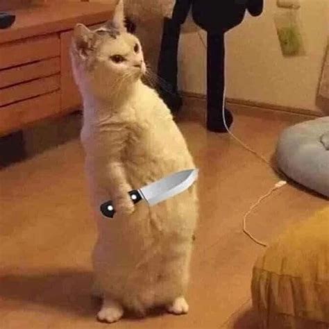 Cat Standing On 2 Legs Holding A Knife Meme Keep Meme