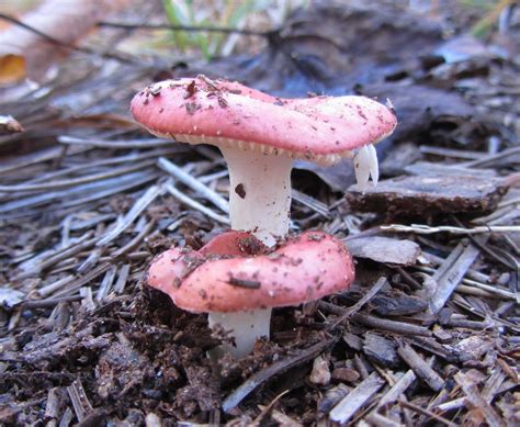 Using Georgia Native Plants The Magic Of Mushrooms