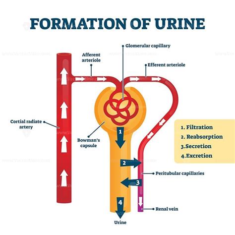 Formation Of Urine Vector Illustration Urinal Biology Notes Vector