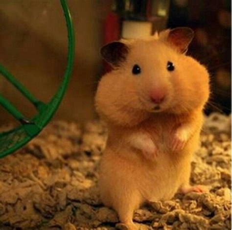 Hamster Cute Animal Pictures Cute Animals Cute Hamsters