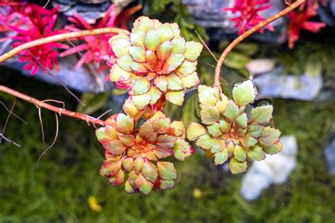 Ludwigia Sedioides — Buce Plant