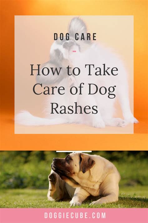How To Take Care Of Dog Rashes Doggie Cube In 2020 Dog Rash Dog