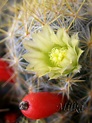 ¿Qué cactus florecen más rápido?