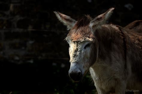 Common Donkey Equus Asinush3a4049 Fred Salamin Flickr