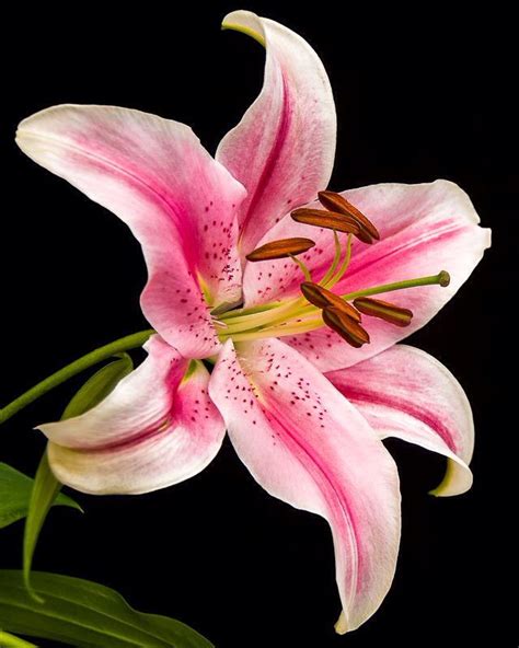 Pink Lily Flower Pictures Amazing Flowers Pink Lily Flower