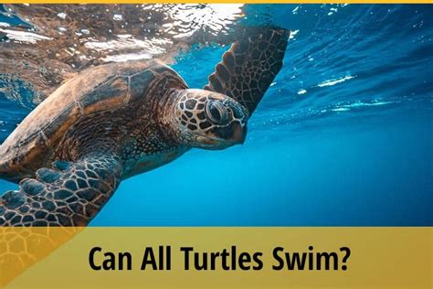 Can All Turtles Swim Facts For Turtle Lovers Zooawesome