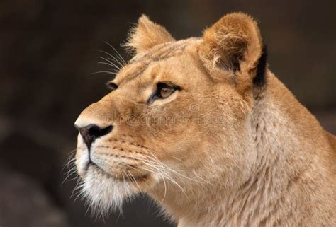 Portrait Of A Female Lion Stock Image Image Of Close 1476587