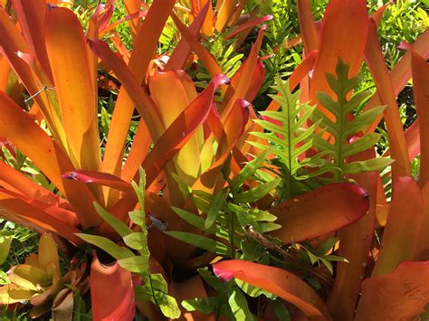 Aechmea Blanchetiana Bromeliads In Hawaii Bromeliads Hyatt Maui