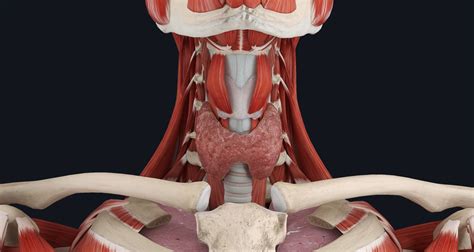 Thyroid Gland Anatomy And Physiology