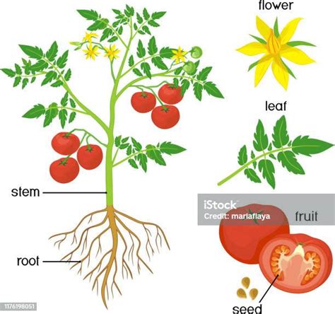 parts of plant morphology of tomato plant with green leaves red fruits yellow flowers and root