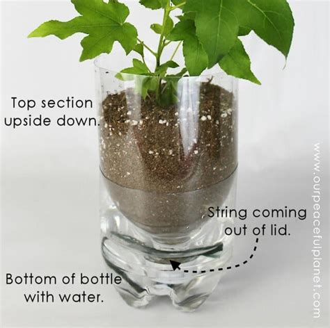 Plastic Bottle Recycling Project Diy Self Watering Planters
