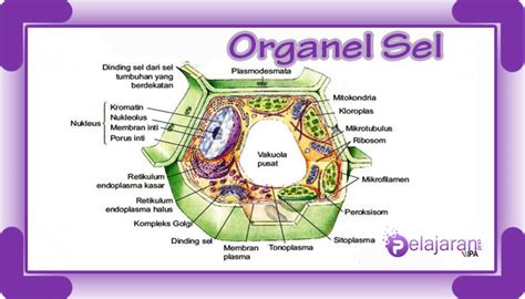 Sel Dan Organel Pengertian Sejarah Struktur Fungsi Dan Perbedaan Riset